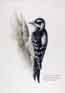 Downy Woodpecker by Judi Wild  6" X 9"