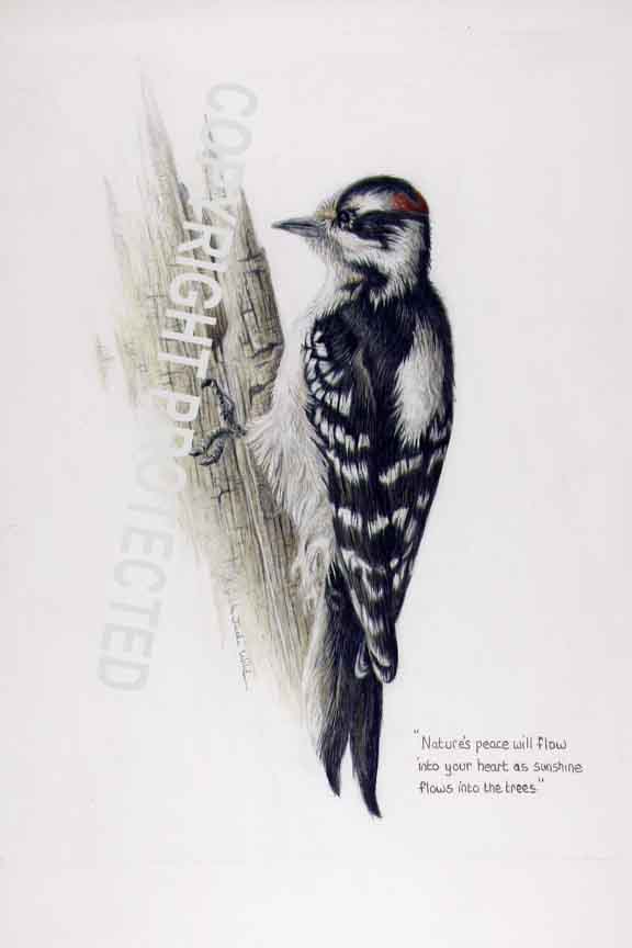"Downy Woodpecker" by Judi Wild